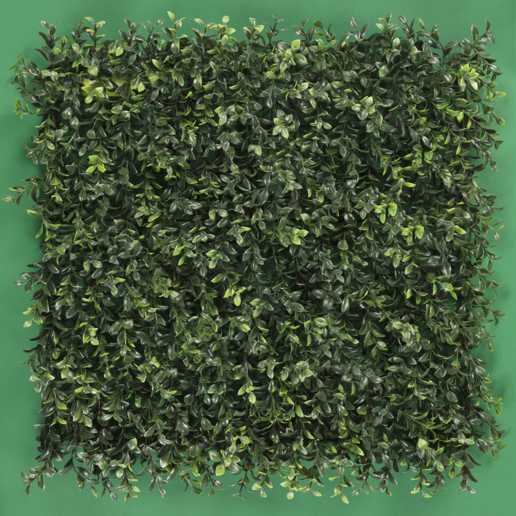 BOXWOOD