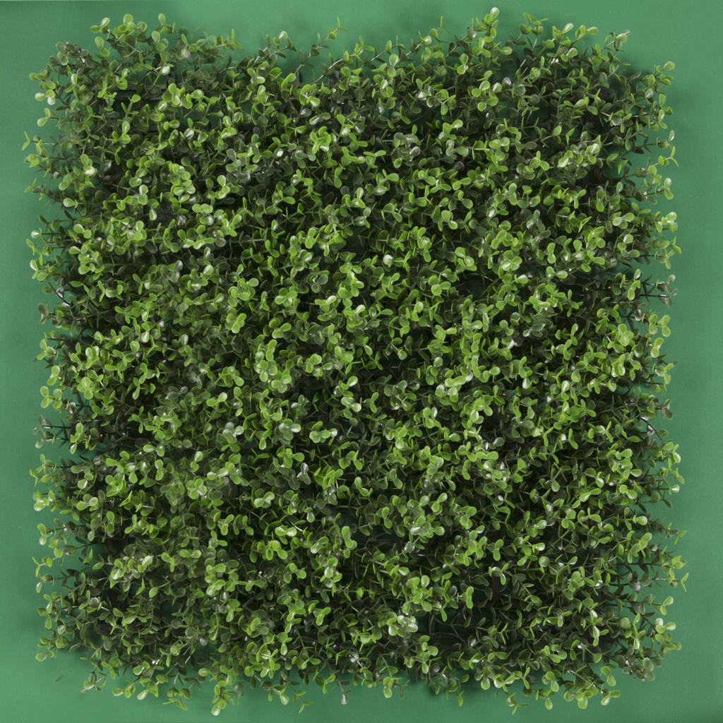 ARRAYAN VERDE