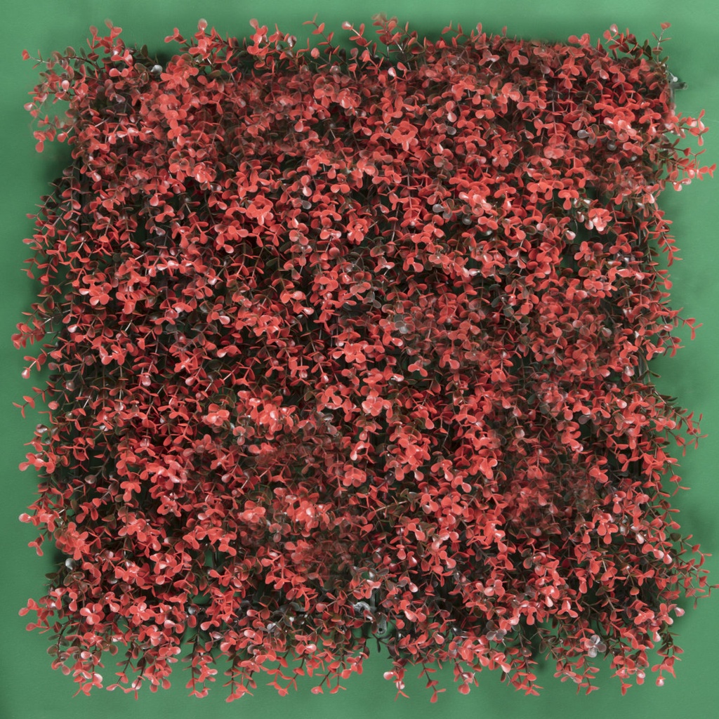 ARRAYAN ROJO