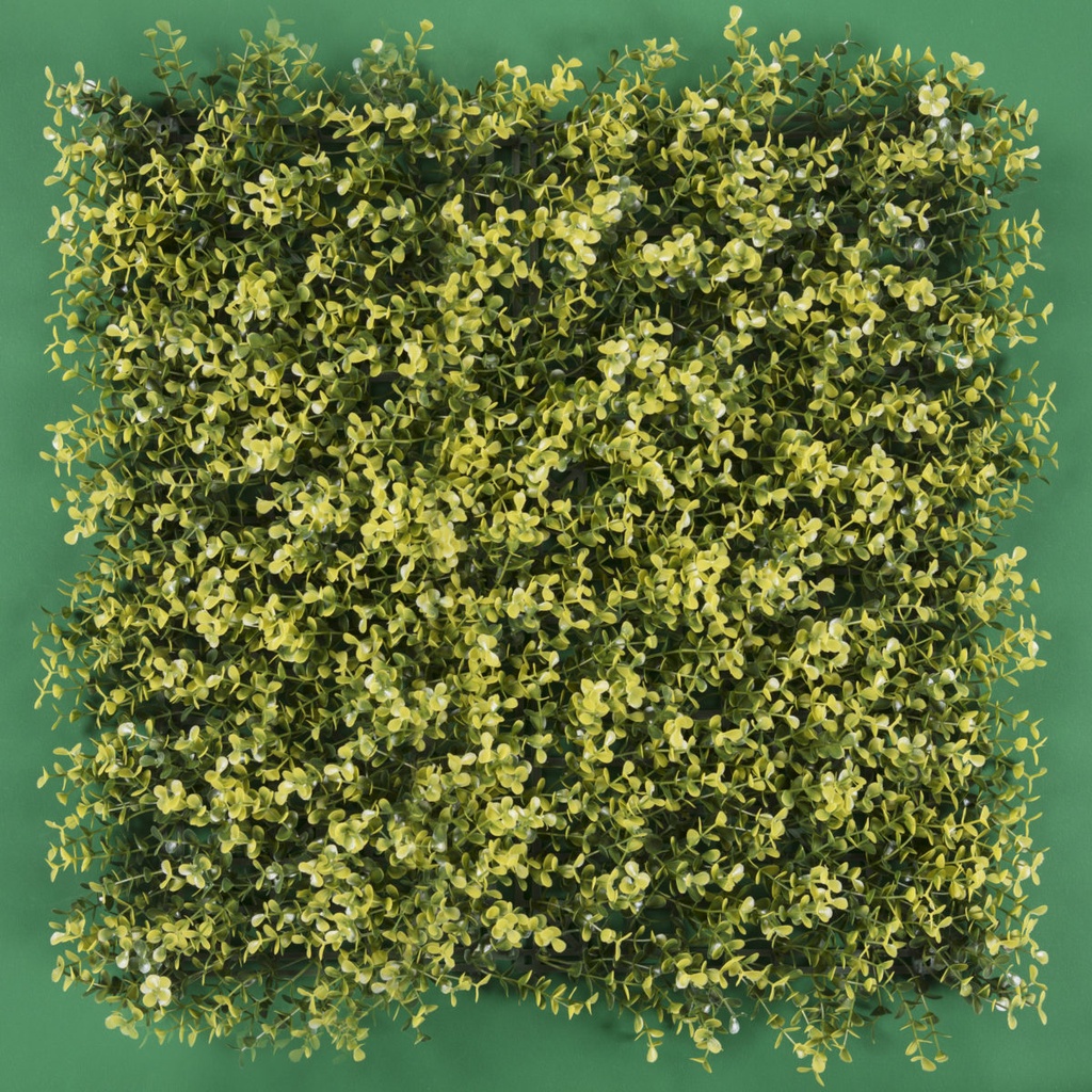 ARRAYAN AMARILLO