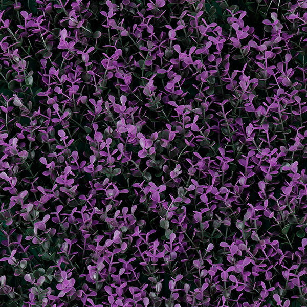 Purple Boxus