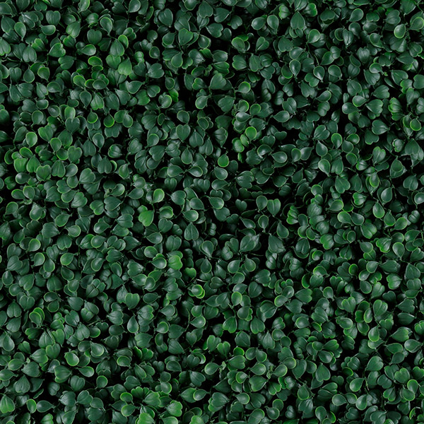 Green Boxus