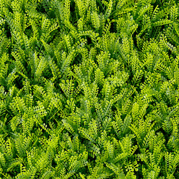 Fern