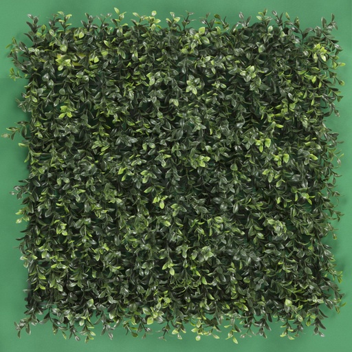 [SG-FSA041] BOXWOOD