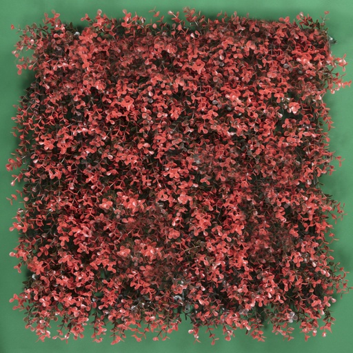 [SG-FSA006-R] ARRAYAN ROJO