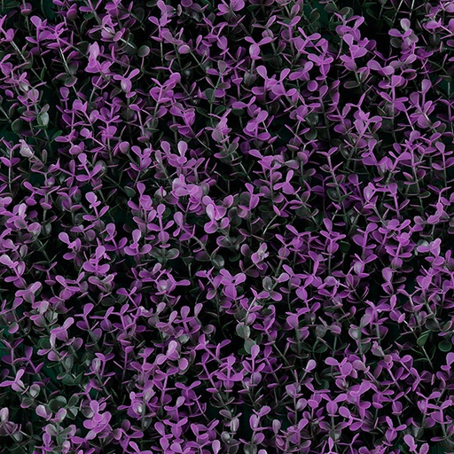 [T20-GA010-00008] Purple Boxus