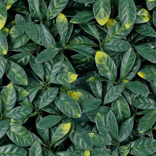 [T20-GA006-00002] Laurel