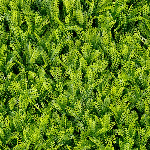 [T20-GA009-00007] Fern